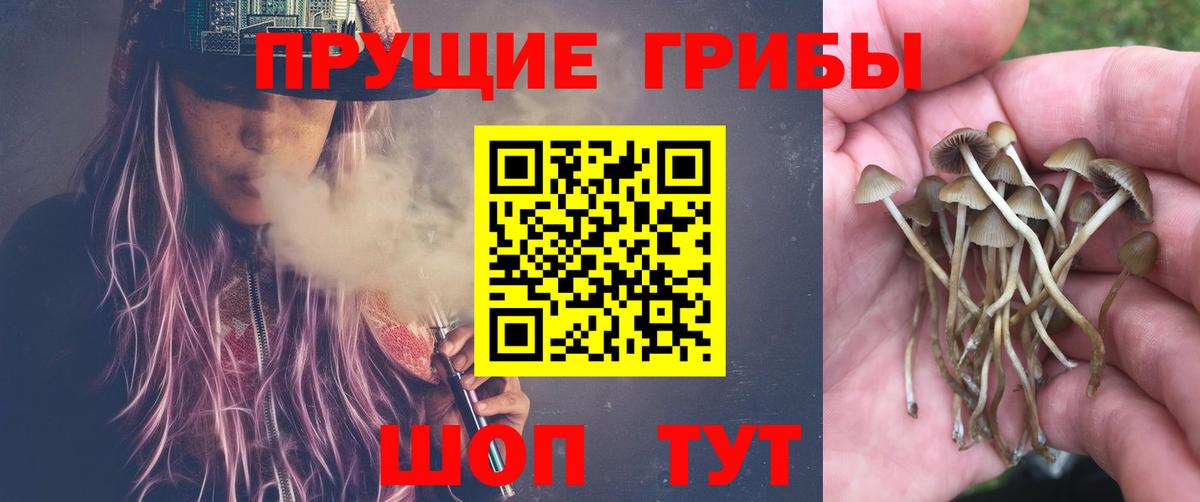 Галлюциногенные грибы Cubensis Чита